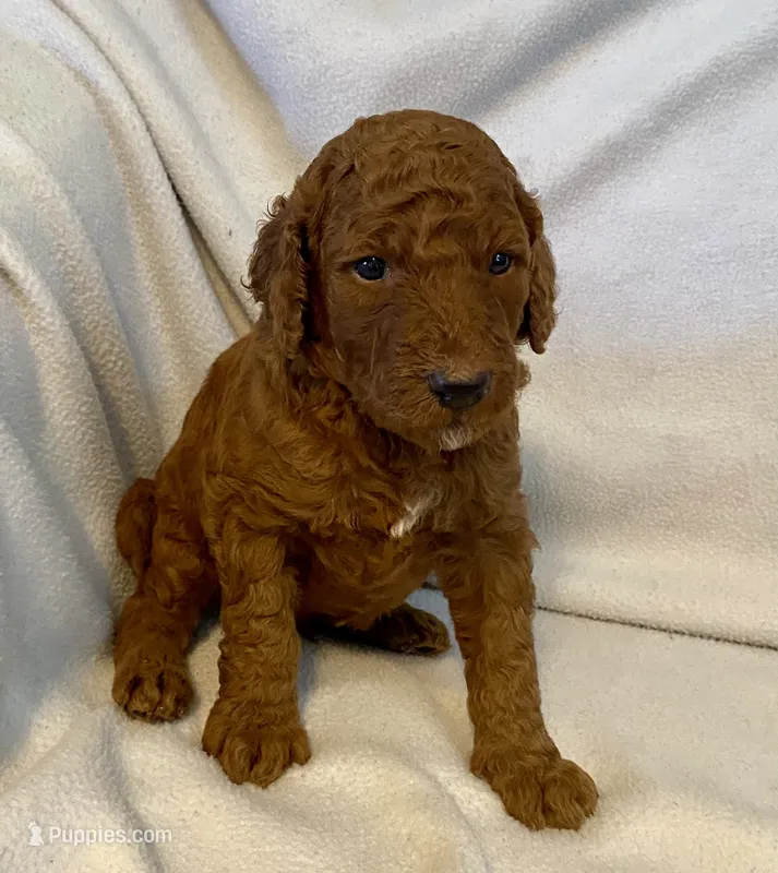 Mac – Poodle - Standard  puppy for sale in Franklinville, NY