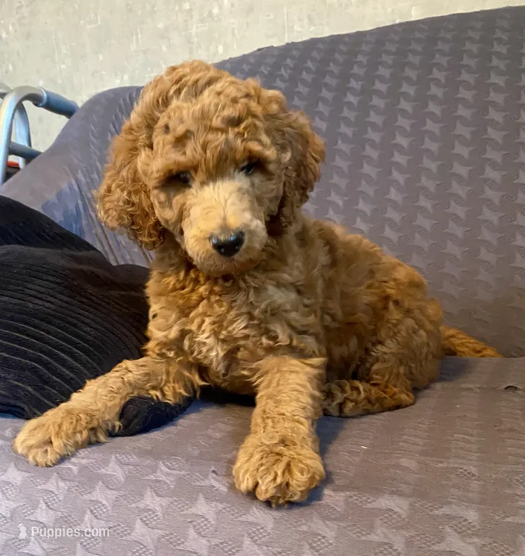 Troy – Poodle - Standard  puppy for sale in Franklinville, NY