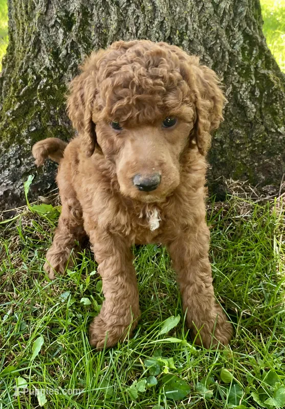 Mac – Poodle - Standard  puppy for sale in Franklinville, NY