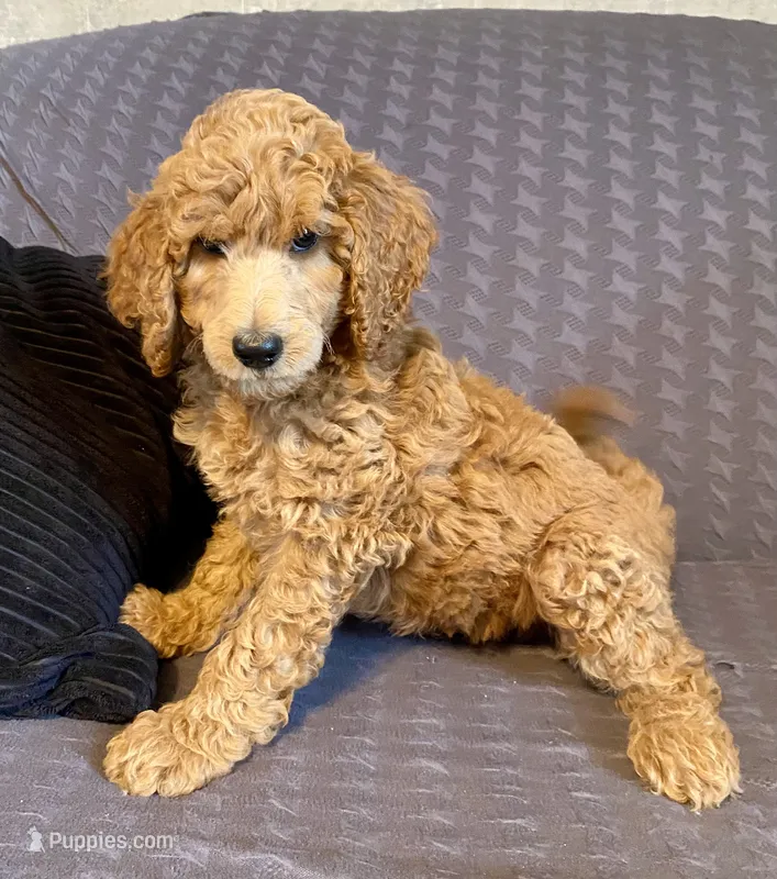 Andy – Poodle - Standard  puppy for sale in Franklinville, NY