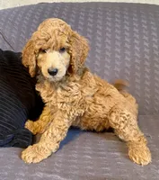 Andy, a male Poodle - Standard  for sale in Franklinville, NY – 1 of 1