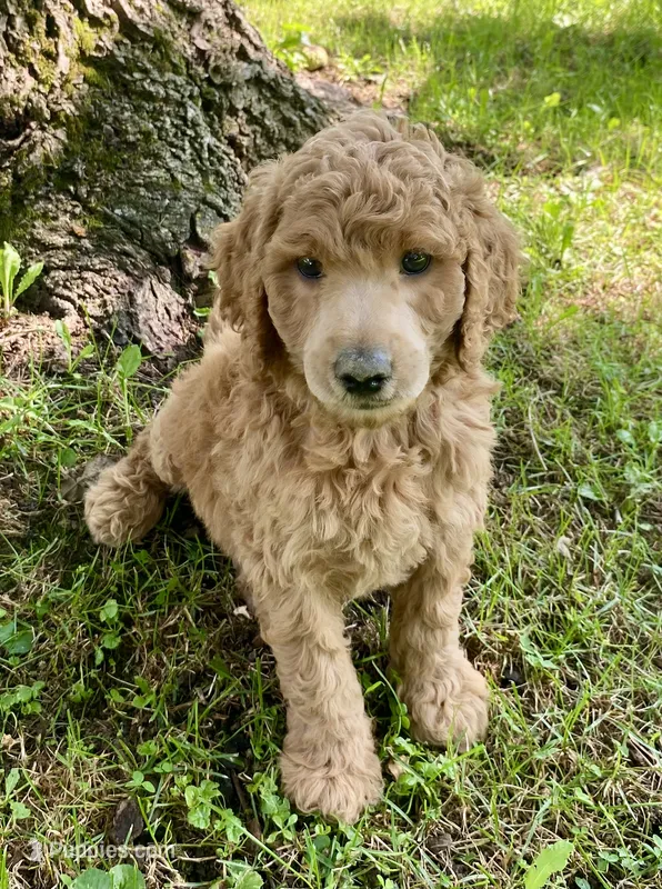 Andy – Poodle - Standard  puppy for sale in Franklinville, NY