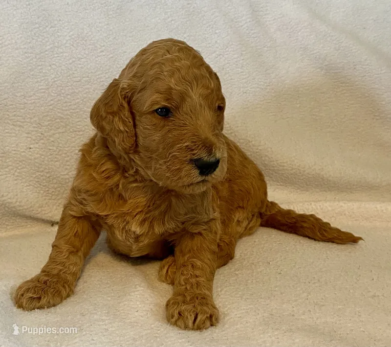 Andy – Poodle - Standard  puppy for sale in Franklinville, NY