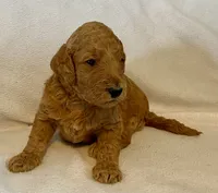 Andy, a male Poodle - Standard  for sale in Franklinville, NY – 1 of 1
