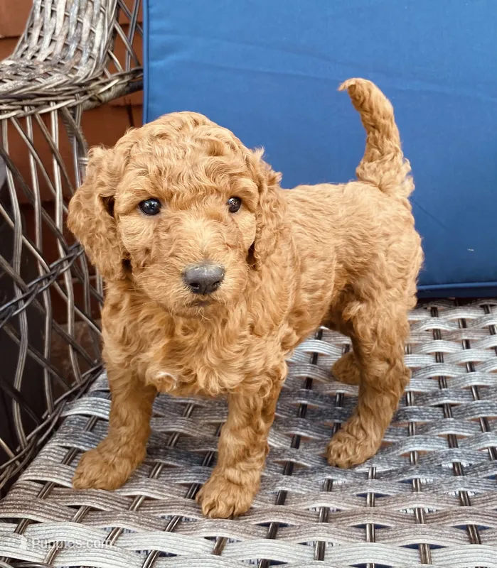 Nat – Poodle - Standard  puppy for sale in Franklinville, NY