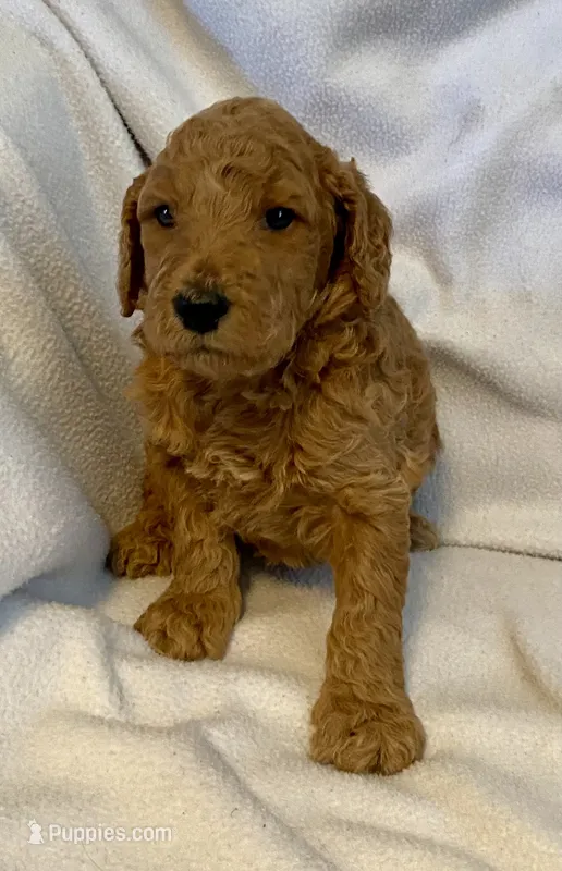 Andy – Poodle - Standard  puppy for sale in Franklinville, NY