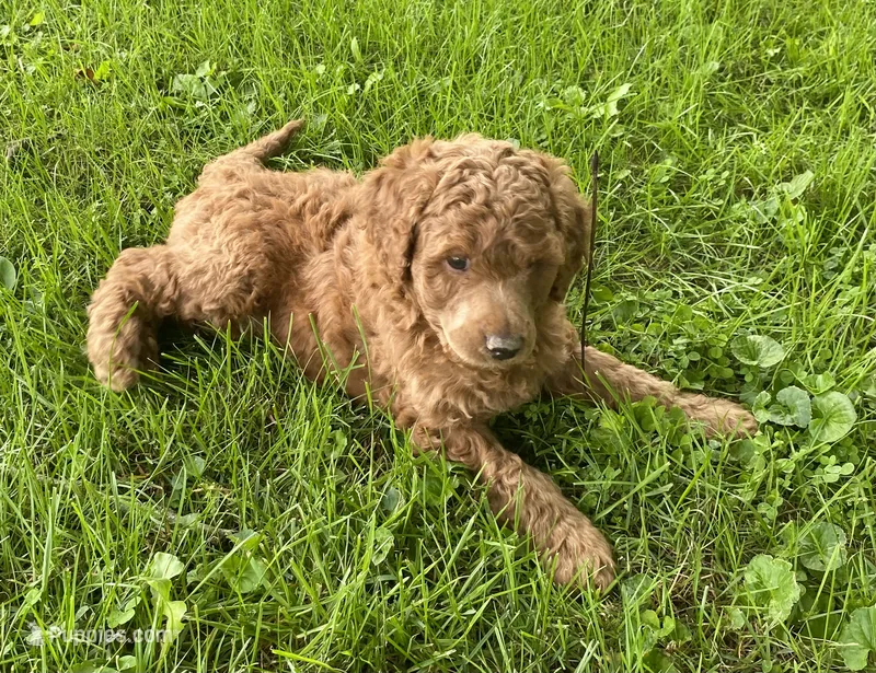 Troy – Poodle - Standard  puppy for sale in Franklinville, NY