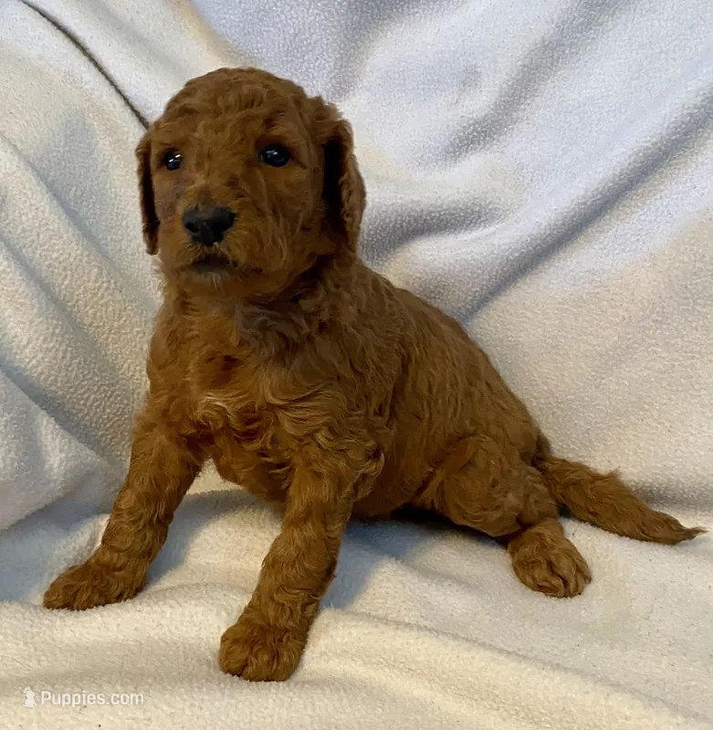 Nat – Poodle - Standard  puppy for sale in Franklinville, NY