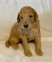 Miquel, a male Poodle - Standard  for sale in Franklinville, NY – 1 of 1