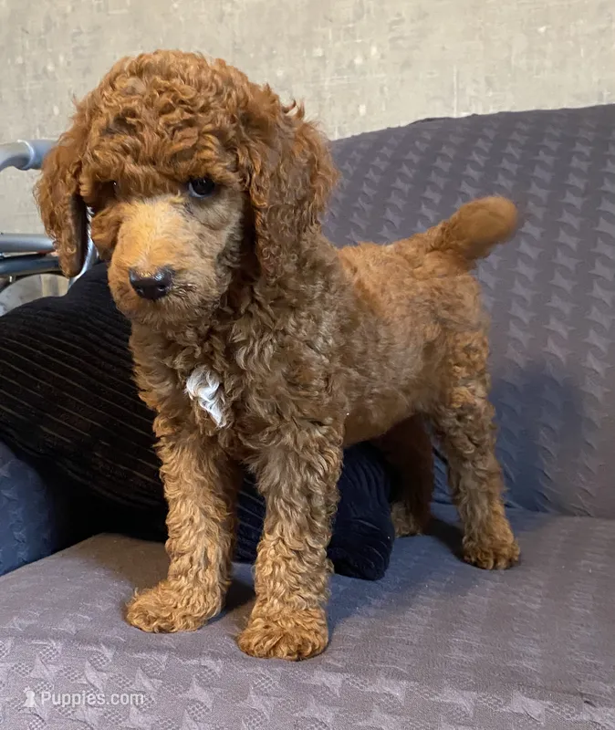 Mac – Poodle - Standard  puppy for sale in Franklinville, NY