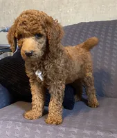 Mac, a male Poodle - Standard  for sale in Franklinville, NY – 1 of 1