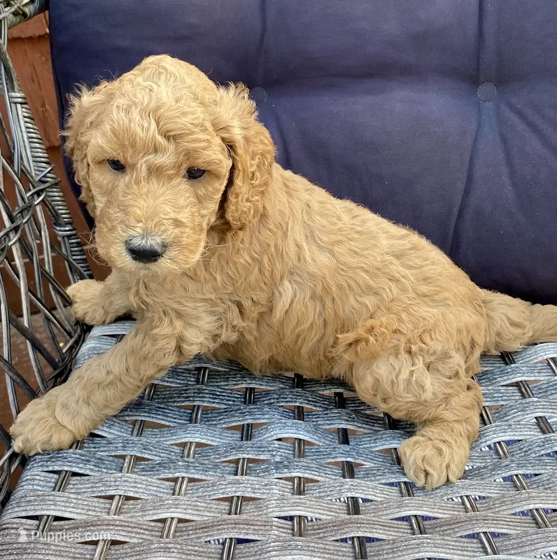 Andy – Poodle - Standard  puppy for sale in Franklinville, NY