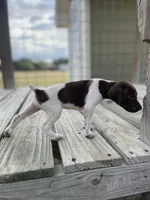 Male #5, a male German Shorthaired Pointer for sale in Inez, TX – 1 of 1