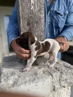 Male #3, a male German Shorthaired Pointer for sale in Inez, TX – 1 of 1