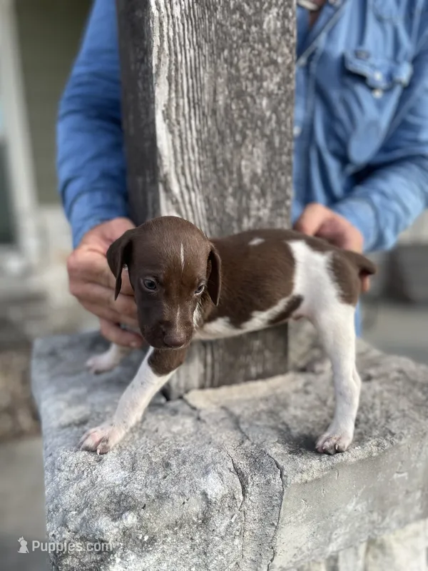 Male #4 – German Shorthaired Pointer puppy for sale in Inez, TX