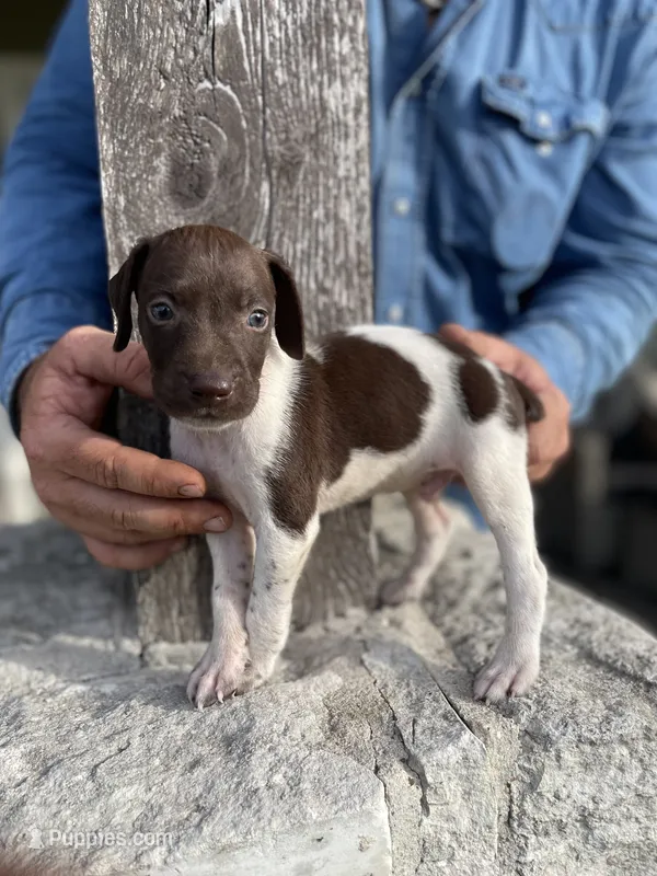 Male#2 – German Shorthaired Pointer puppy for sale in Inez, TX