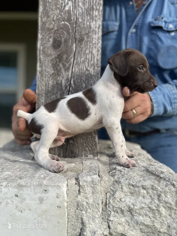 Male #1 – German Shorthaired Pointer puppy on hold in Inez, TX