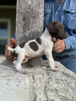 Male #1, a male German Shorthaired Pointer for sale in Inez, TX – 1 of 1