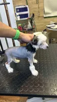 Baby Kai , a male Chinese Crested for sale in Quincy, MA – Photo 2 of 2