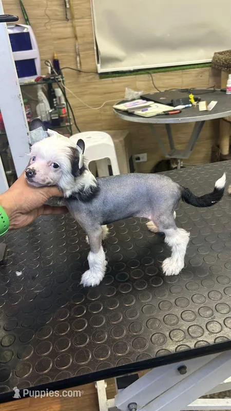 Baby Kai  – Chinese Crested puppy for sale in Quincy, MA