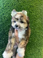 Bicis , a female Chinese Crested for sale in Quincy, MA – Photo 2 of 2