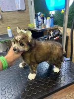 Bicis , a female Chinese Crested for sale in Quincy, MA – Photo 1 of 2