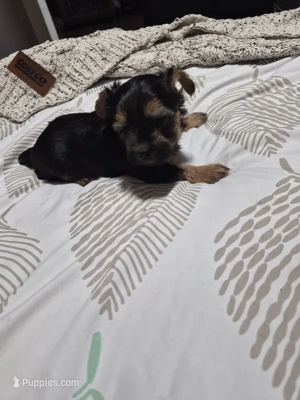 C- TRADITIONAL GIRL 2 – Yorkshire Terrier puppy for sale in Bakersfield, CA
