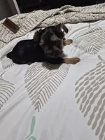 C- TRADITIONAL GIRL 2, a female Yorkshire Terrier for sale in Bakersfield, CA – 1 of 5