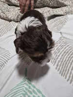 P FEMALE chocolate parti, a female Yorkshire Terrier for sale in Bakersfield, CA – 5 of 5