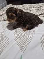P 2 CHOCOLATE BOY, a male Yorkshire Terrier for sale in Bakersfield, CA – 4 of 5