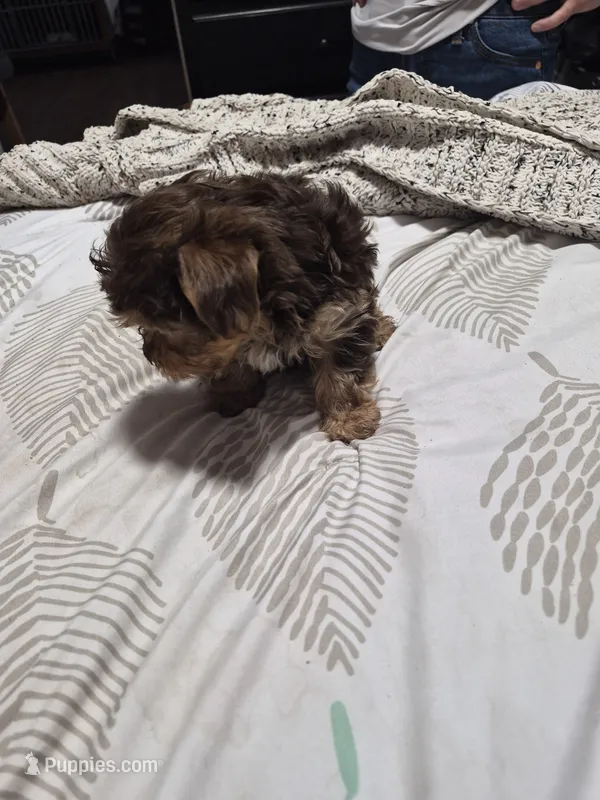 P 2 CHOCOLATE BOY – Yorkshire Terrier puppy for sale in Bakersfield, CA
