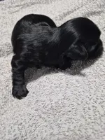 Traditional boy dexter, a male Yorkshire Terrier for sale in Bakersfield, CA – Photo 1 of 4