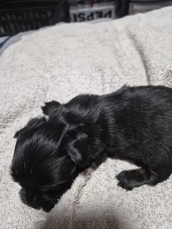 Traditional boy dexter