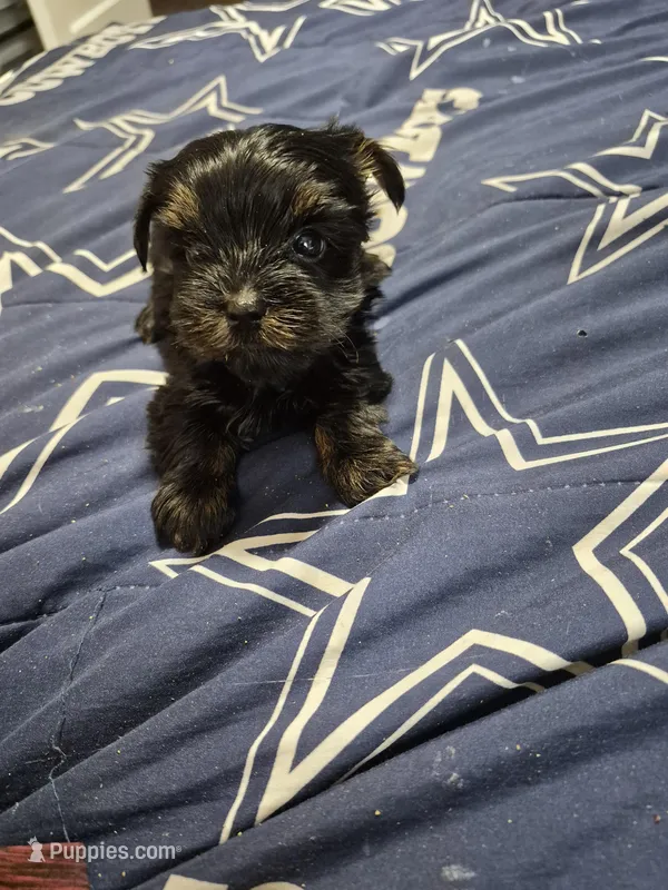 Traditional boy dexter – Yorkshire Terrier puppy for sale in Bakersfield, CA
