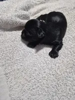 Traditional boy dexter, a male Yorkshire Terrier for sale in Bakersfield, CA – Photo 4 of 4