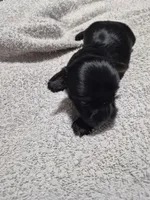 Traditional boy dexter, a male Yorkshire Terrier for sale in Bakersfield, CA – Photo 3 of 4