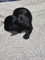 Traditional boy dexter, a male Yorkshire Terrier for sale in Bakersfield, CA – Photo 2 of 4