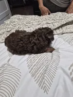 P1 CHOCOLATE BOY, a male Yorkshire Terrier for sale in Bakersfield, CA – 2 of 6