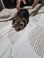 C- TRADITIONAL GIRL 1, a female Yorkshire Terrier for sale in Bakersfield, CA – 2 of 5