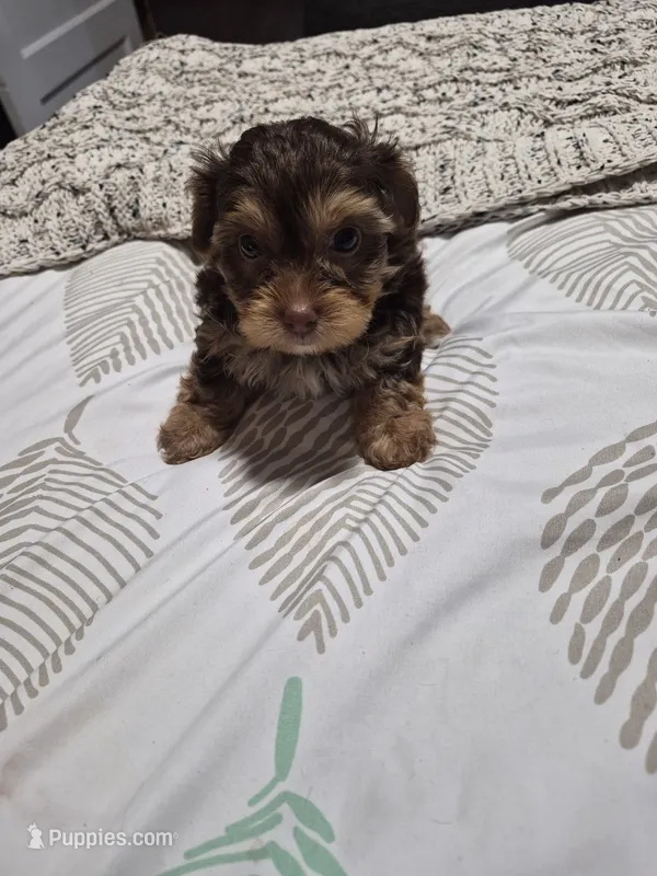 P 2 CHOCOLATE BOY – Yorkshire Terrier puppy for sale in Bakersfield, CA