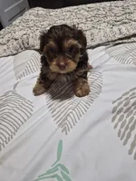 P 2 CHOCOLATE BOY, a male Yorkshire Terrier for sale in Bakersfield, CA – 1 of 5