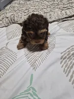 P 2 CHOCOLATE BOY, a male Yorkshire Terrier for sale in Bakersfield, CA – 5 of 5
