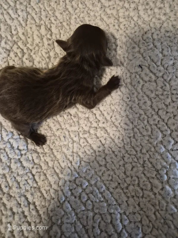 AKC  KB CHOCO GIRL PIXIE – Yorkshire Terrier puppy for sale in Bakersfield, CA