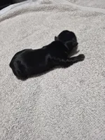 KB Black boy 1, a male Yorkshire Terrier for sale in Bakersfield, CA – Photo 2 of 4