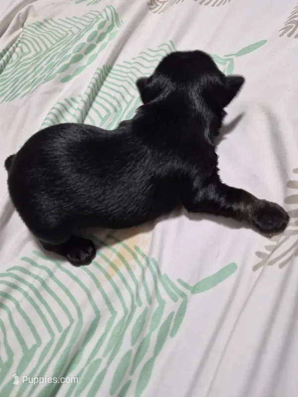 KB Black boy 1 – Yorkshire Terrier puppy for sale in Bakersfield, CA