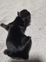 KB Black boy 1, a male Yorkshire Terrier for sale in Bakersfield, CA – Photo 3 of 4