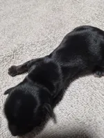 KB Black boy 1, a male Yorkshire Terrier for sale in Bakersfield, CA – Photo 4 of 4