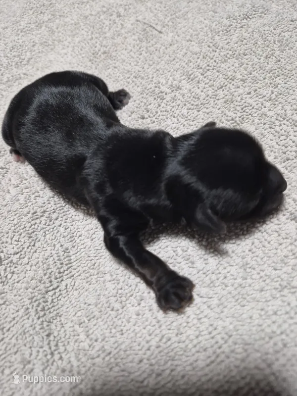 KB Black boy 1 – Yorkshire Terrier puppy for sale in Bakersfield, CA