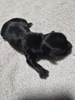 KB Black boy 1, a male Yorkshire Terrier for sale in Bakersfield, CA – Photo 1 of 4