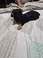 C- TRADITIONAL GIRL 2, a female Yorkshire Terrier for sale in Bakersfield, CA – 5 of 5